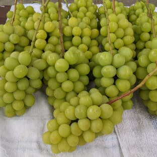 シャインマスカット 3㎏セット（1房約500g　6房入り）